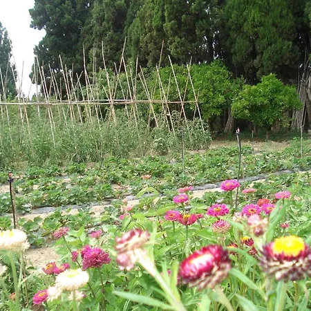 Mas Horta Prim Sant Pere Pescador